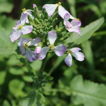 野菜の花の投稿画像一覧 Greensnap グリーンスナップ