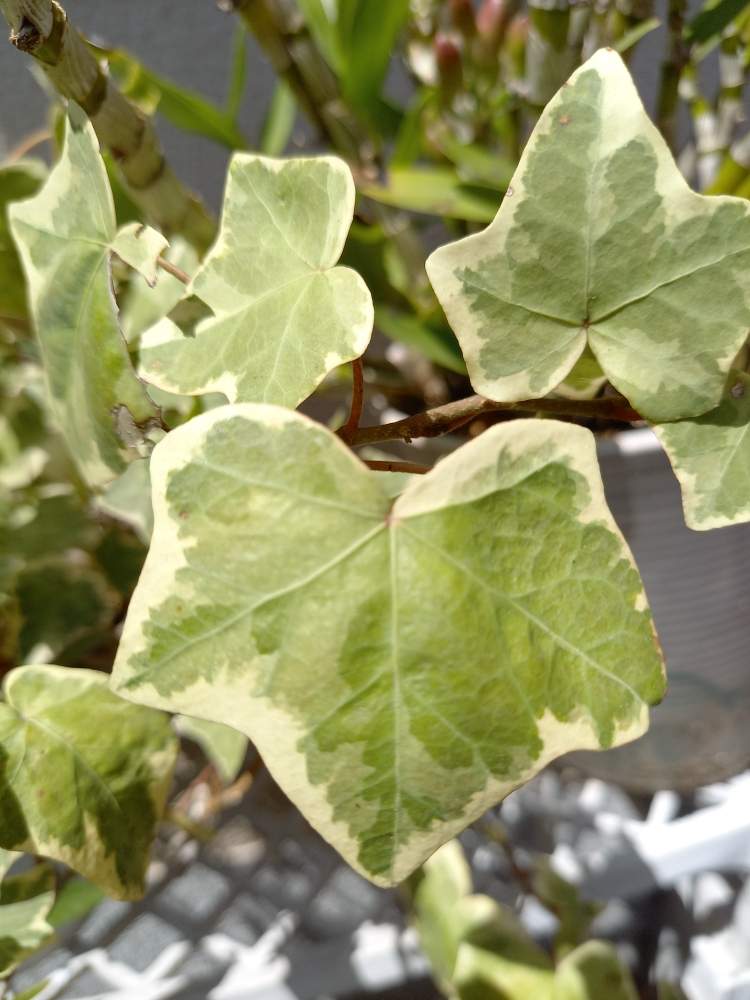 アイビー ヘデラ の投稿画像 By 花好きちゃんさん 沢山増えてね 21月4月10日 Greensnap グリーンスナップ アイビー ヘデラ の投稿画像 By 花好きちゃんさん 沢山増えてね 21月4月10日 Greensnap グリーンスナップ