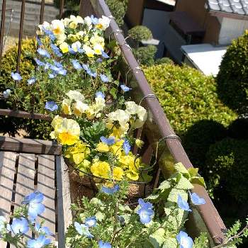 ラミウム ビーコンシルバーの画像 by kotatsusukiさん | バルコニー/ベランダとネモフィラとラミウム ビーコンシルバーとベランダとシルバーリーフ大好きといいお天気とブルーの花とネモフィラ好き