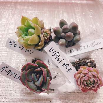 ギロの投稿画像一覧 Greensnap グリーンスナップ