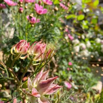 マーガレット モリンバ ミニピンクの投稿画像一覧 Greensnap グリーンスナップ