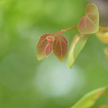 桂の木の投稿画像一覧|🍀GreenSnap(グリーンスナップ)