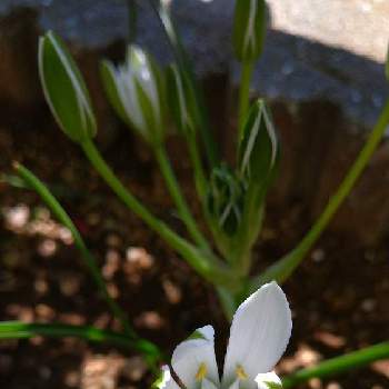 スターオブベツレヘムの投稿画像一覧 Greensnap グリーンスナップ