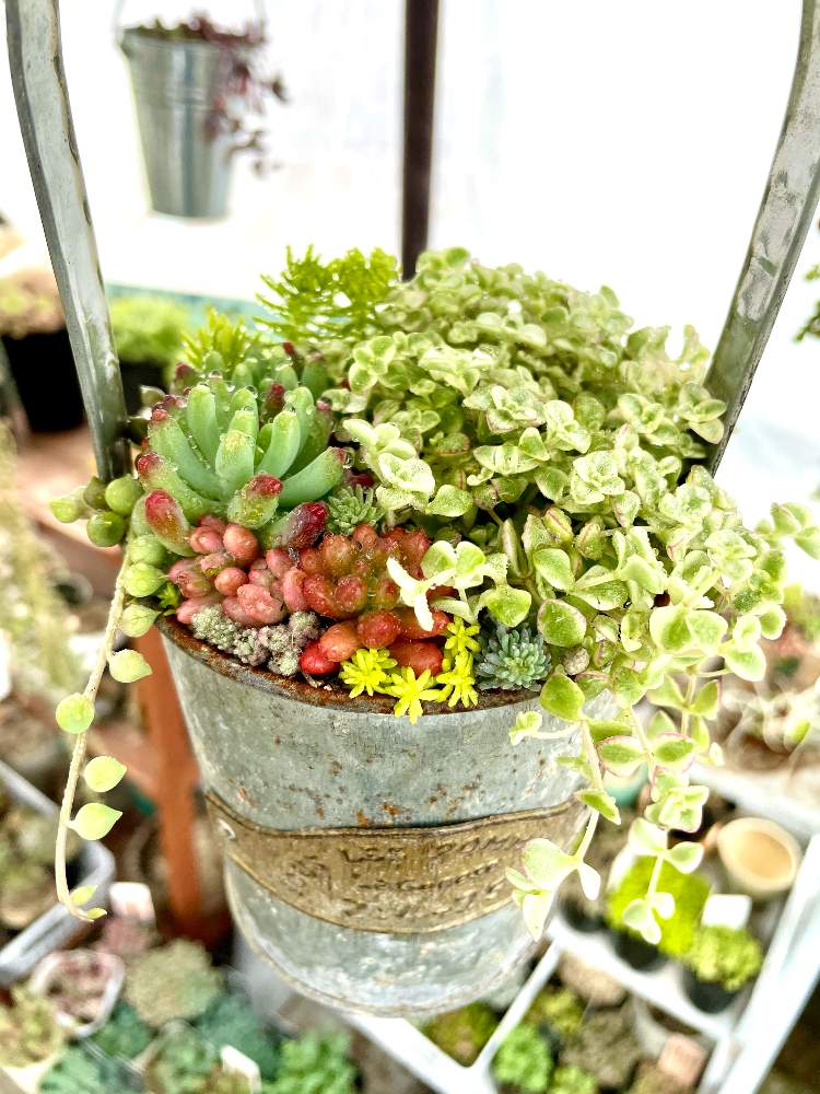 多肉植物の寄植えの投稿画像 By Hideさん セダム属とオトメンズと多肉16同期と多肉植物と多肉男子とhtcと早朝寄植えと100均とジジババ 同盟と吊り下げとベランダガーデニングと植中毒とタニラーとオブラー党と多肉植物の寄植とバルコニスト 21月4月10日 Greensnap