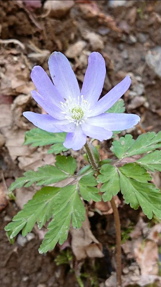 キクザキイチゲの投稿画像 By 醜男さん 菊咲一華と雑草と山野草と野草とスマホ撮影と雑草と山野草と野草とスマホ撮影 21月4月10日 Greensnap グリーンスナップ Greensnap グリーンスナップ