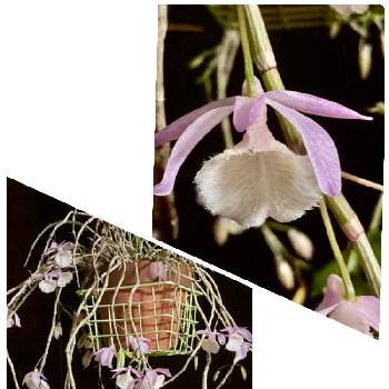 室内の花の投稿画像一覧 Greensnap グリーンスナップ