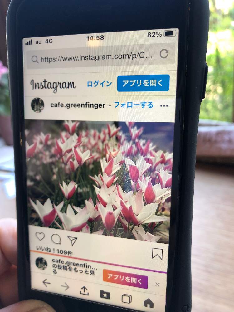 ささきさんの投稿画像 21月4月10日 Greensnap グリーンスナップ ささきさんの投稿画像 21月4月10日 Greensnap グリーンスナップ