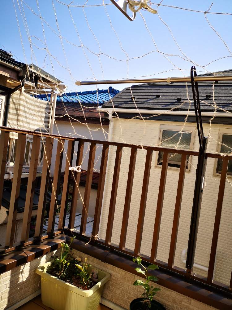 パッションフルーツの投稿画像 By きゃなさん マンデビラとバルコニー ベランダとグリーンカーテンとつる植物とグリーンカーテンとつる植物 21月4月10日 Greensnap グリーンスナップ Greensnap グリーンスナップ