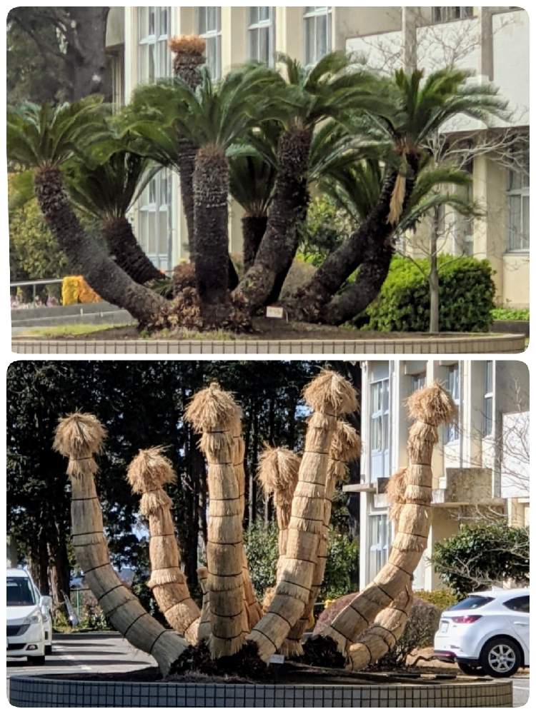 驚きの価格 ソテツ 大きめ 植物 観葉植物 Gestical Ch