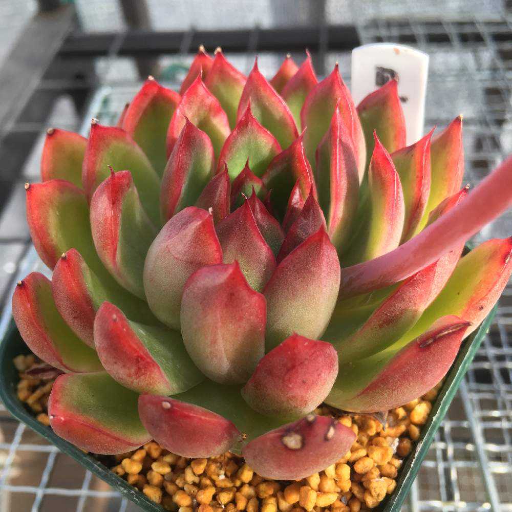 アップルベリーレッドベリー虹の玉多肉植物セダム (あこ 専用