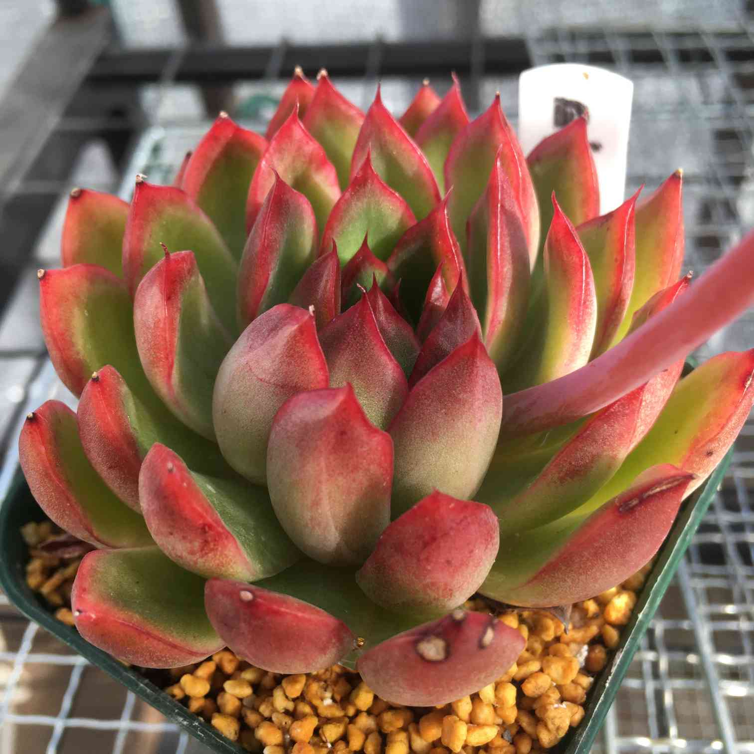 うにこのエケベリア「あ」行 覚え書き｜🍀GreenSnap（グリーンスナップ）