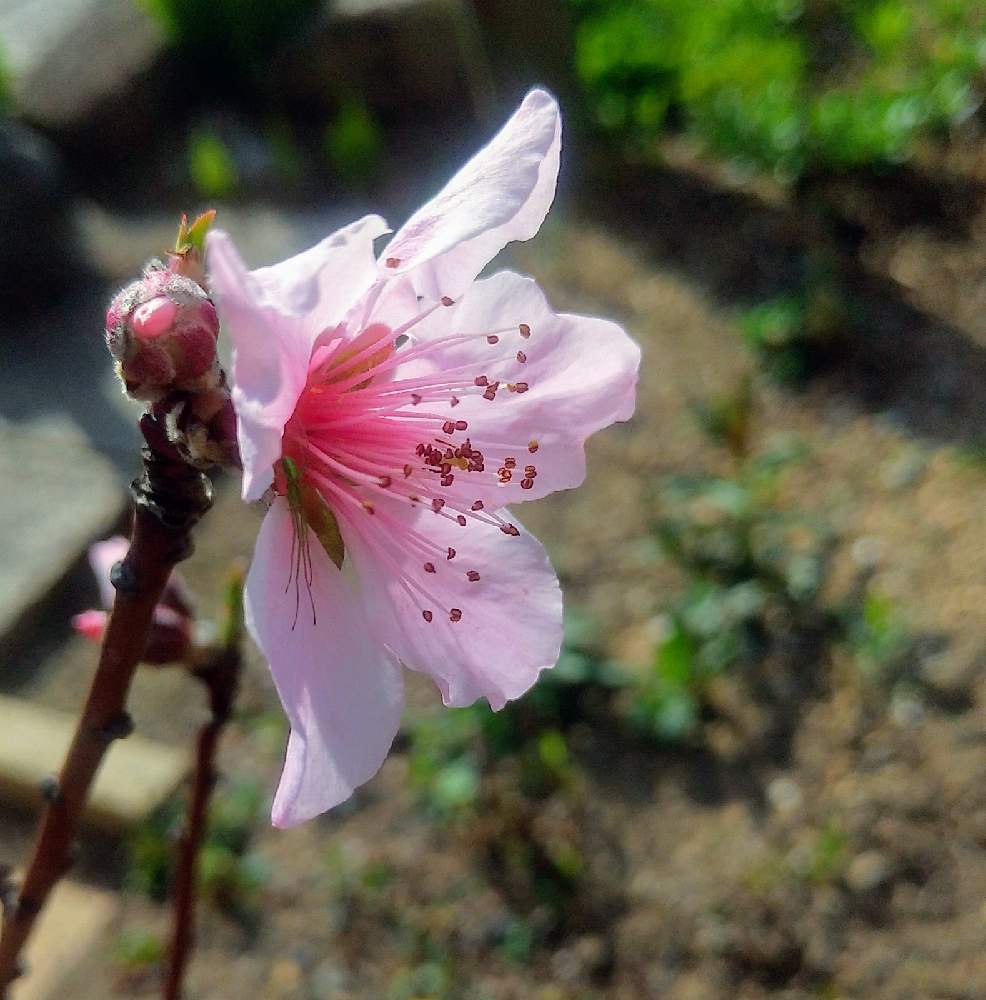 家庭菜園の投稿画像 By ラディッシュさん 春に咲く花とビングの花 21月4月10日 Greensnap グリーンスナップ