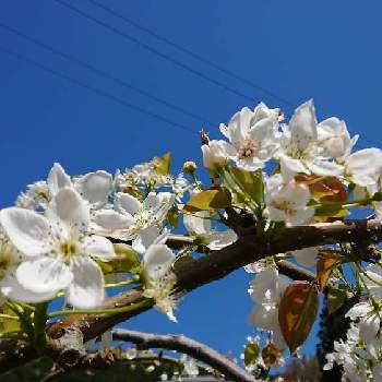 梨の花の投稿画像一覧 Greensnap グリーンスナップ