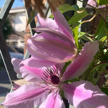 クレマチス ドクター・ラッペルの画像 by コキリさんちの庭 ②さん | 小さな庭とクレマチス ドクター・ラッペルとお気に入り♡とクレマチス♬と春の庭とこんな時こそ花をとコロナに負けるな！とGSに感謝。とピンク大好きと花のある暮らし