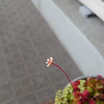 紅稚児の花の画像 by みとんさん | 紅稚児の花