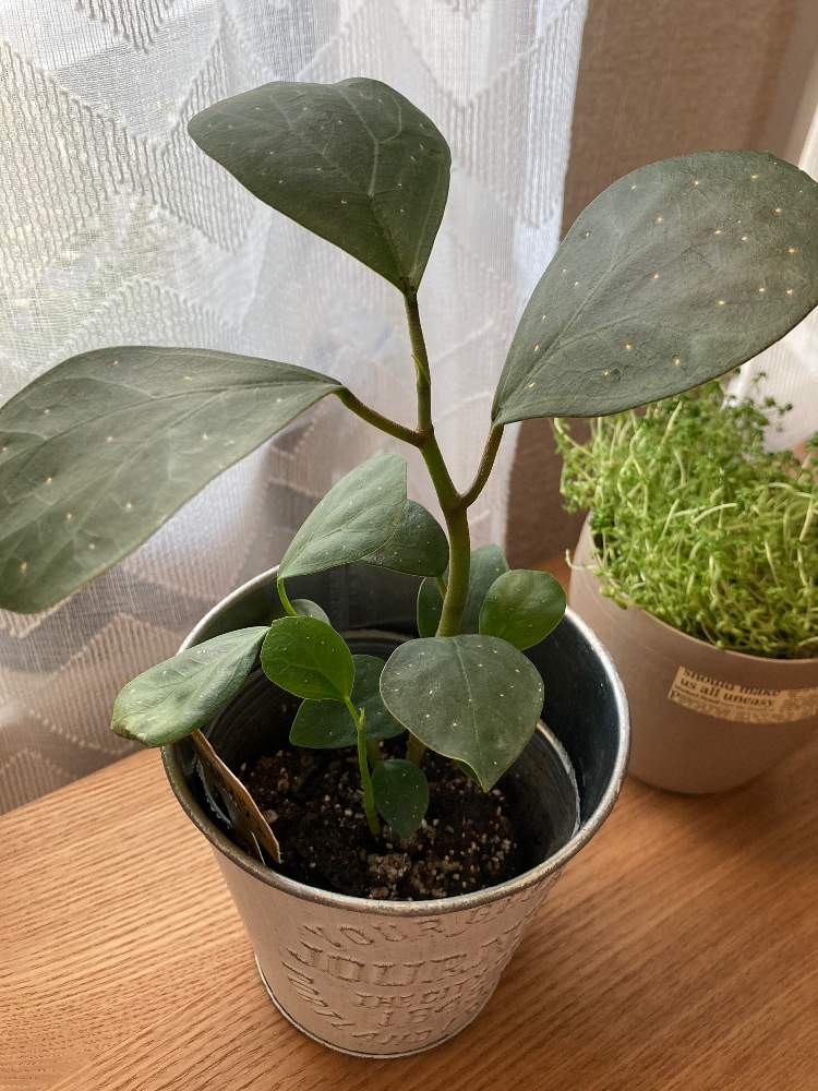 コバンボダイジュの投稿画像 By まーさん 観葉植物とガーデニングとおうち園芸とゴムの木とフィカスと窓辺と観葉植物とガーデニングとおうち園芸 21月4月10日 Greensnap グリーンスナップ Greensnap グリーンスナップ