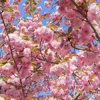 ロマンティックの投稿画像一覧 Greensnap グリーンスナップ