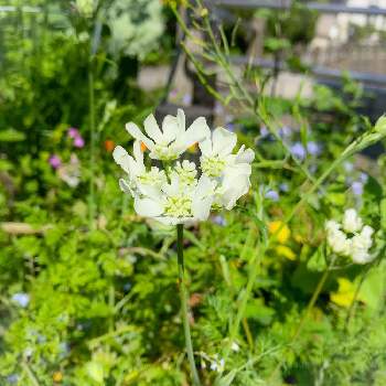 白い菜の花の投稿画像一覧 Greensnap グリーンスナップ