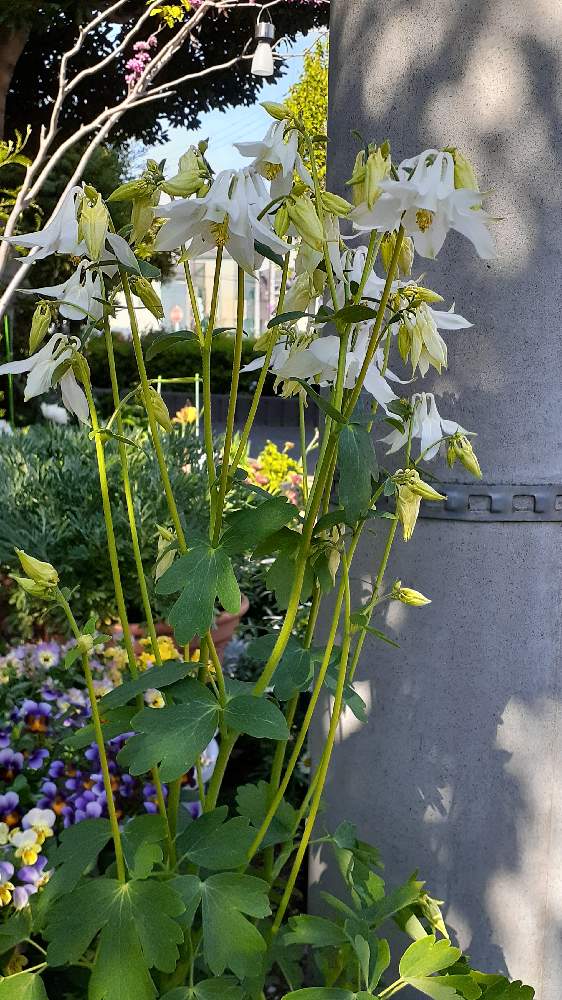 オダマキの投稿画像 By Hidesgardenさん 花壇と植物大好きと季節の花とおうち園芸とgreenlifeとガーデニングと花のある暮らしとお花好き 21月4月10日 Greensnap グリーンスナップ