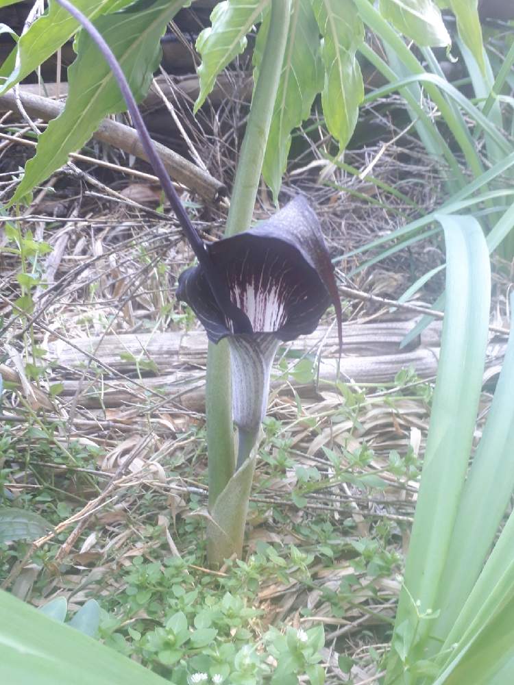 ウラシマソウの投稿画像 By さとしさん 21月4月10日 Greensnap グリーンスナップ