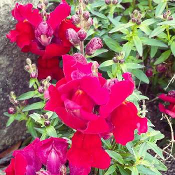 まだまだ頑張れ！！の画像 by ボンバーケイさん | 広い庭と花が咲く笑顔咲く PWフォトコン2021~キュン♡した瞬間部門~とみんなで力を合わせてと可愛い❤とおうち園芸と赤い花とまだまだ頑張れ！！