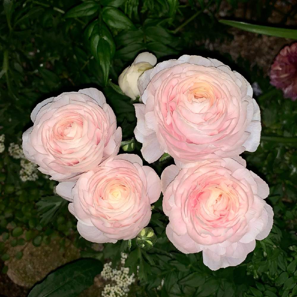 ラナンキュラスの投稿画像 By Paseriにゃおさん 地植え花壇と庭の花と庭いじりと植中毒と ラナンキュラス と花のある暮らしと小さなお庭 21月4月10日 Greensnap グリーンスナップ