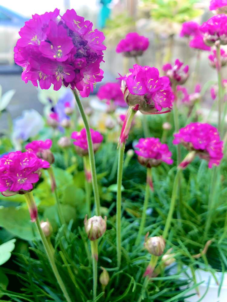 アルメリアの投稿画像 By Pugさん 幸せ と 可愛い と 楽しみ と お出かけ と おうち園芸 と お疲れ様 と もう夜ですね と もこもこ と 遊び と わくわく と 発見 21月4月10日 Greensnap グリーンスナップ