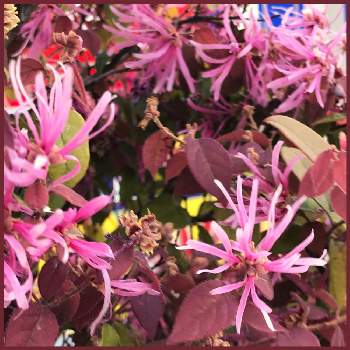トキワマンサクの花の画像 by サッチンさん | 通り道と4月とトキワマンサクの花と紅花トキワマンサクの花と可愛いピンク色♡