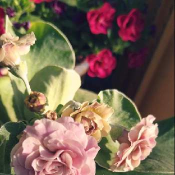 プリムラオーリキュラの画像 by nutsさん | 小さな庭とプリムラオーリキュラと花のある暮らしと湯沢園芸と植中毒