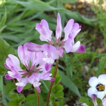 蓮華の花の投稿画像一覧 Greensnap グリーンスナップ