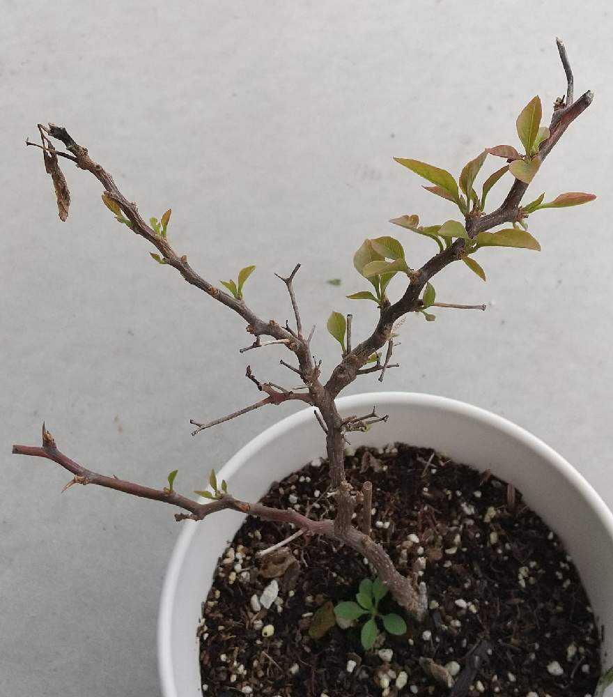 冬越しブーゲンビリア｜🍀GreenSnap（グリーンスナップ）