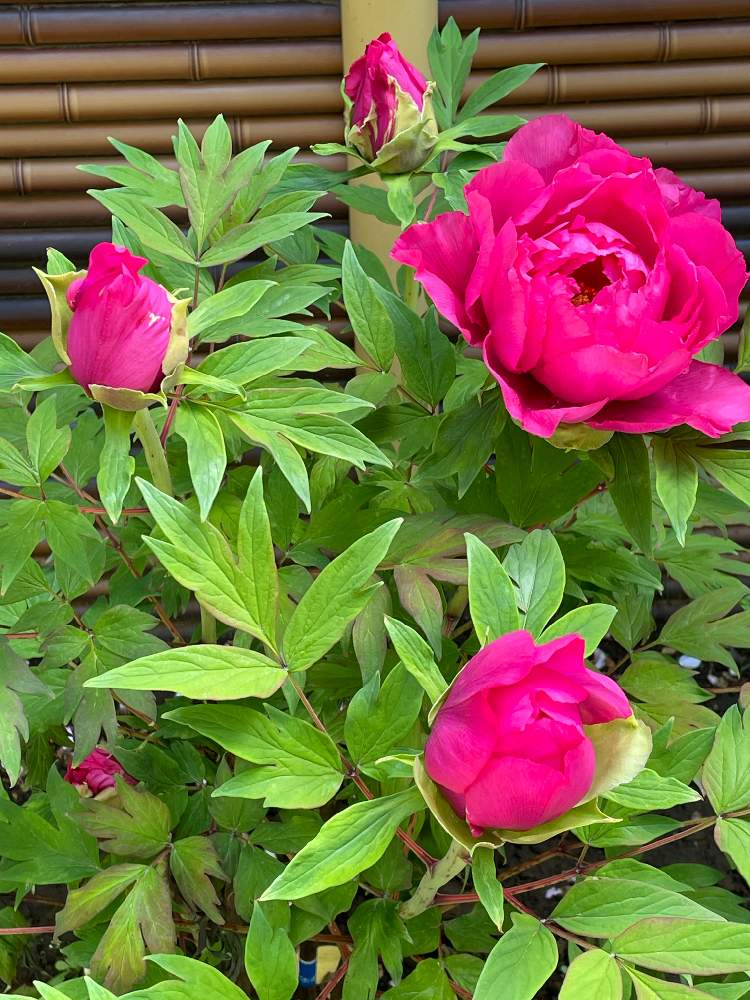 森のがっこうの投稿画像 By サンダーソニアさん バラと夢clubと森の負けないぞ 21月4月10日 Greensnap グリーンスナップ