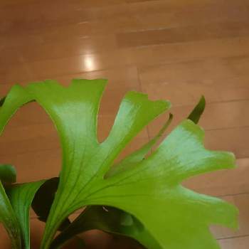ビカクシダ 交配種の投稿画像一覧 Greensnap グリーンスナップ