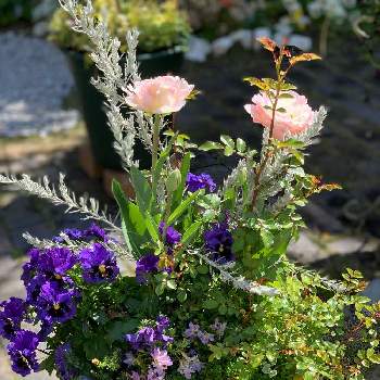春のお花♡の画像 by フランネルさん | 小さな庭とチューリップ♪と寄せ植えと春のお花♡と癒し…♡とかわい。と花のある暮らしとGS皆様ありがとうとスマホ撮り