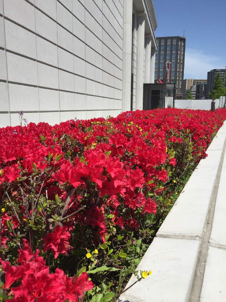 ツツジの投稿画像 By Amamaさん 赤い花と花木と21 4 21月4月10日 Greensnap グリーンスナップ