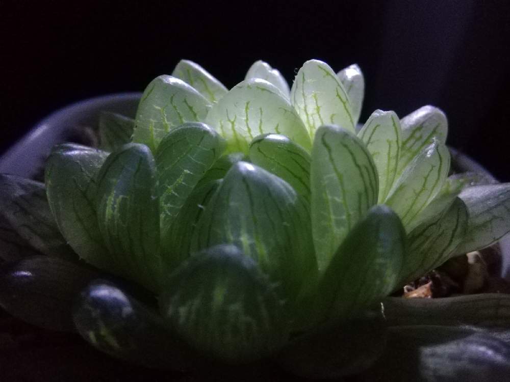 ハオルチアの投稿画像 By ほむらさん ハオルチア属 ハオルシア属とシンビフォルミス グラキリデリネアータと多肉植物とハオルチア属と透明な窓とミネラルプランツ 21月4月10日 Greensnap グリーンスナップ ハオルチアの投稿画像 By ほむらさん ハオルチア属 ハオルシア属とシンビフォルミス グラキリデリネアータと多肉植物とハオルチア属と透明な窓とミネラルプランツ 21月4月10日 Greensnap グリーンスナップ