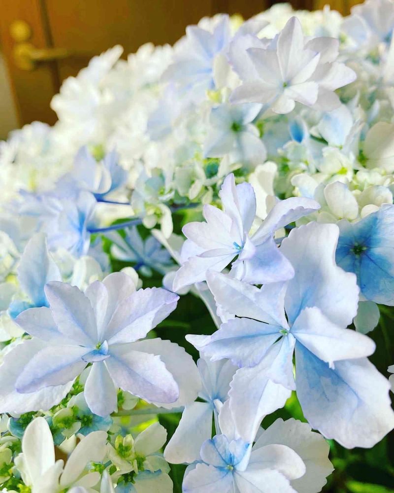 ブルーの紫陽花に魅せられて｜?GreenSnap（グリーンスナップ）