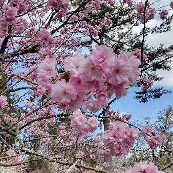 弥彦神社 桜苑の投稿画像一覧 Greensnap グリーンスナップ