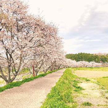 川沿いの桜並木の画像 by myongmiさん | お出かけ先と川沿いの桜並木