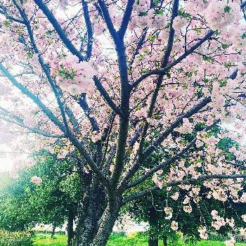 元気をもらう花々の画像 by カーリーエンジェルさん | お出かけ先と公園の桜とご近所散歩と好きな季節と幸せを感じると元気をもらう花々