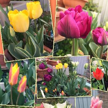 斑入り葉チューリップの投稿画像一覧 Greensnap グリーンスナップ