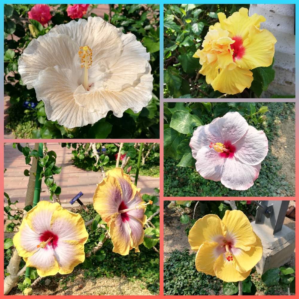 ハイビスカスの投稿画像 By Yunko さん ヒビスクスと鶴見緑地 21月4月11日 Greensnap グリーンスナップ