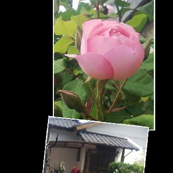 真っ赤の薔薇の画像 by メリーさん | 小さな庭と薔薇ピンクアバンダンスとおうち園芸と真っ赤の薔薇と小さい花壇と花のある暮らしと狭い花壇と地植え