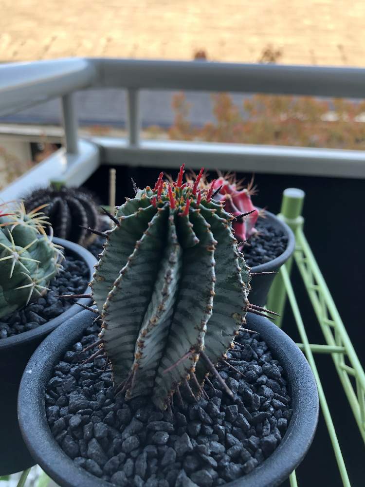 ユーフォルビア ホリダの投稿画像 By ほくほくさん ホリダ ゼブラと春の訪れと北陸地方と成長記録とサボテンぽいけどサボテンじゃないとユーフォルビア 21月4月11日 Greensnap グリーンスナップ