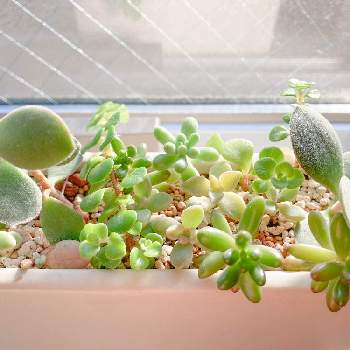 セダム 虹の玉の投稿画像一覧 Greensnap グリーンスナップ