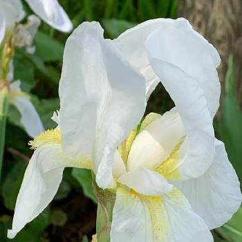 ジャーマンアイリス 白 の投稿画像一覧 Greensnap グリーンスナップ