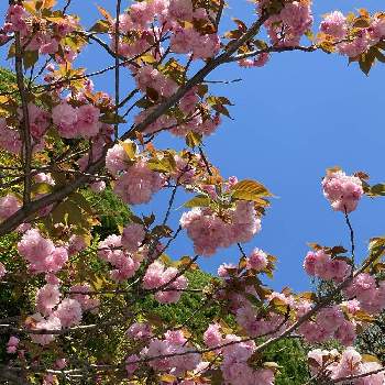 バラ科サクラ属の投稿画像一覧 Greensnap グリーンスナップ