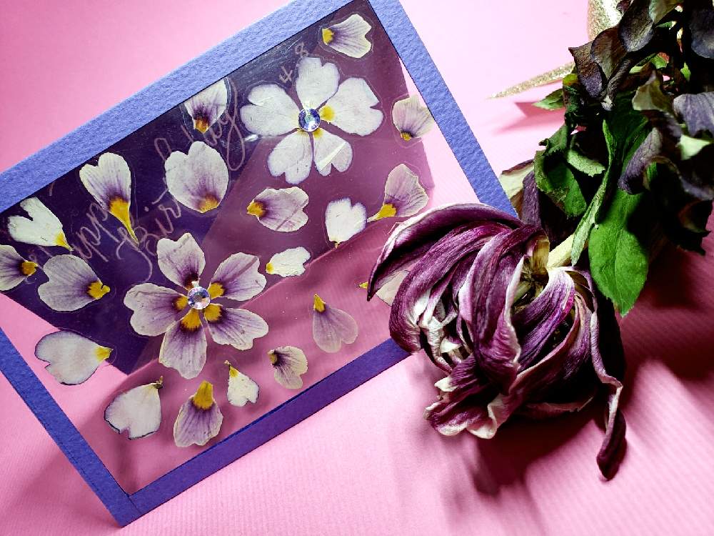 八重咲きチューリップのドライフラワーの投稿画像 By ポポラスさん ユーミンつながりの皆さんに感謝と押し花のカード 21月4月11日 Greensnap グリーンスナップ
