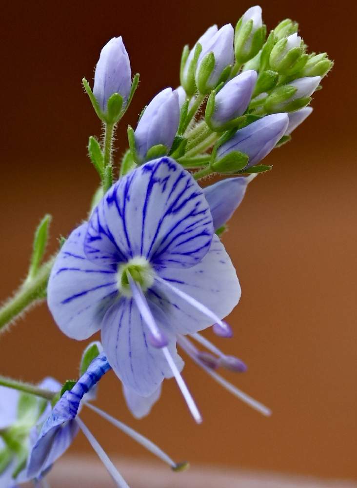 シラガミクワガタの投稿画像 By てもさん 山野草と薄紫色の花と白神山地と小石川植物園温室としべフェチ 21月4月11日 Greensnap グリーンスナップ