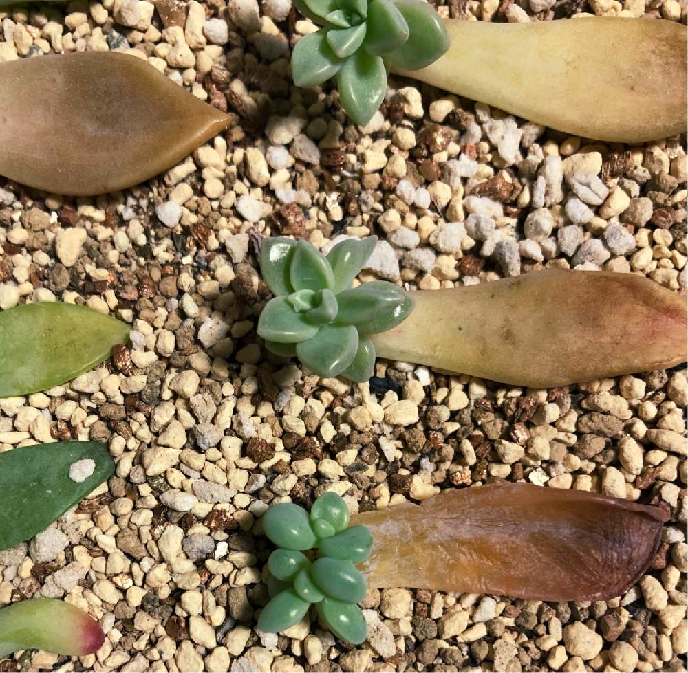 朧月の投稿画像 By ロンさん 多肉植物と多肉植物のある暮らしと艶々と可愛いと多肉植物好きとぷくぷく多肉と葉挿しと葉挿しっ子とグラプトぺダルム属 21月4月11日 Greensnap グリーンスナップ